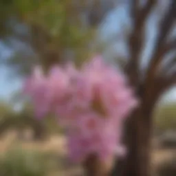 A vibrant desert willow tree in full bloom showcasing its distinctive flowers