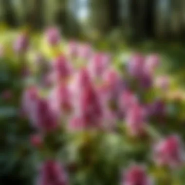 Purpurea's Contribution to Woodland Habitats Healthy woodland habitat supported by purpurea growth