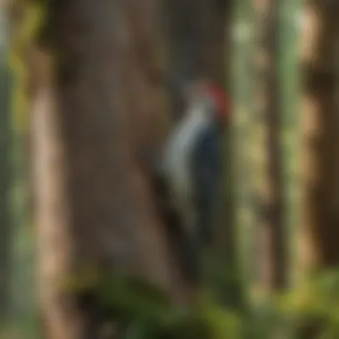 An overview of a forested area in Washington showcasing ideal woodpecker habitat