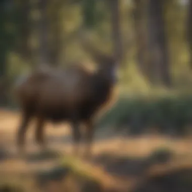 Wildlife in their natural habitat in Wyoming's vast prairies